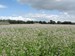 Platteland