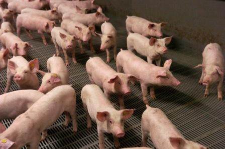 Varkens