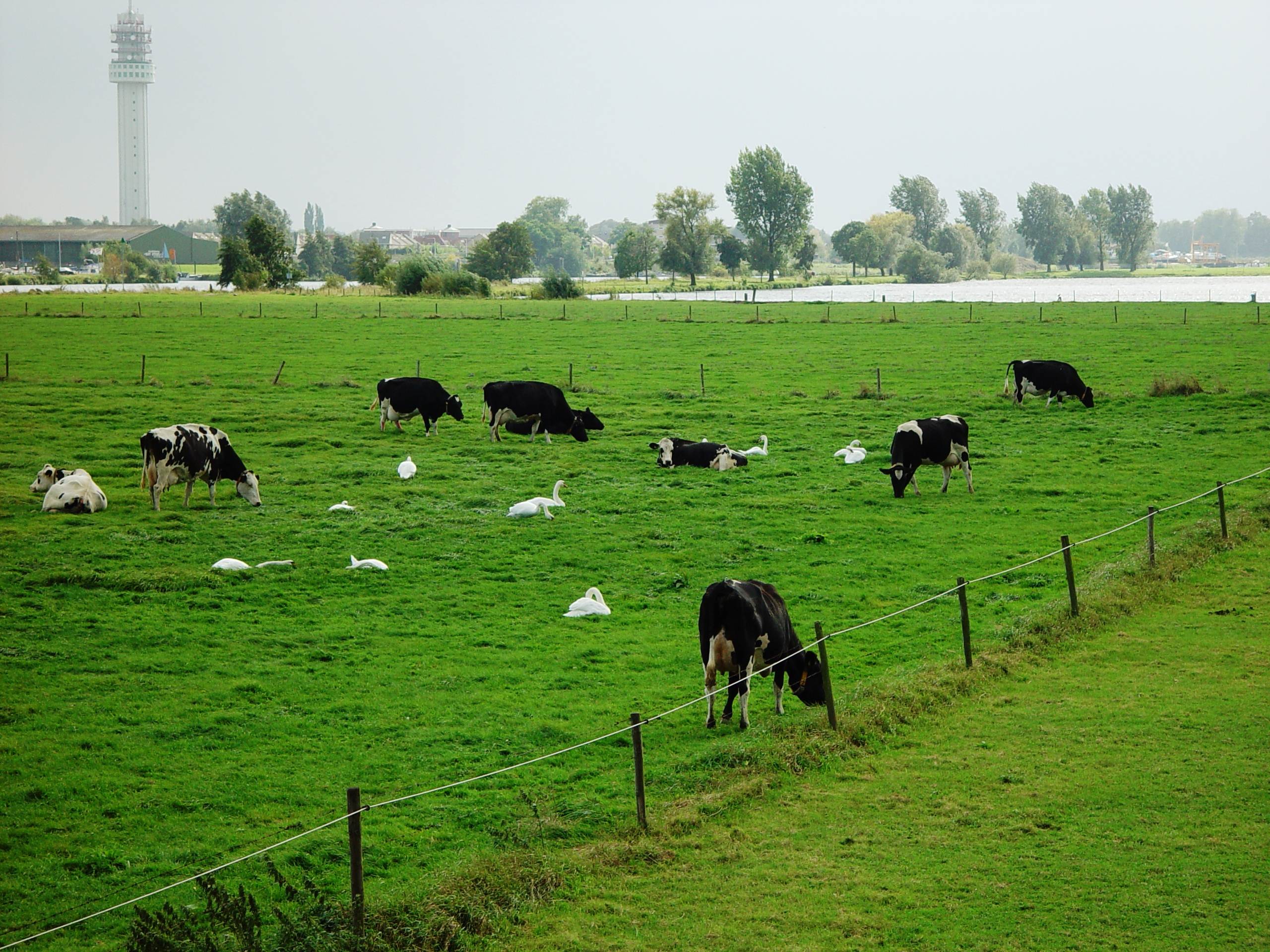 Maasplassen Roermond