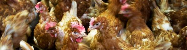 Kopje Pluimveehouderij