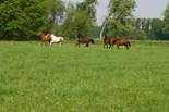 Paarden LLTB archief.JPG