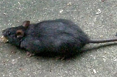 Zwarte rat (rattus rattus)