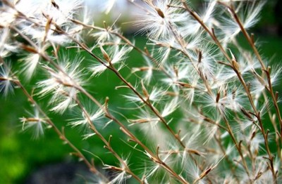 Miscanthus Olifantsgras