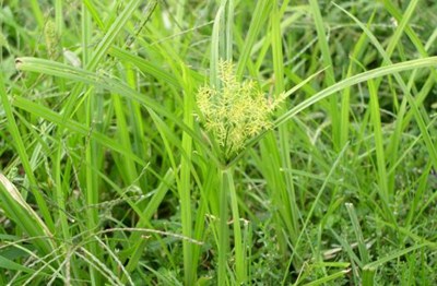 knolcyperus