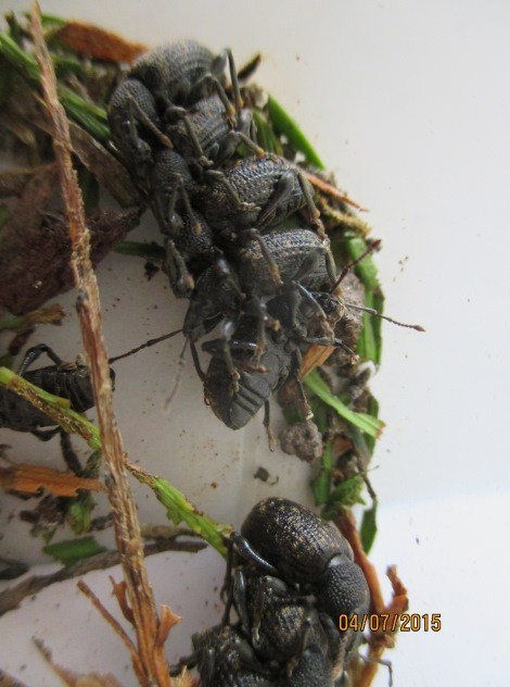 Gestapelde kevers full