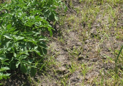 Knolcyperus in aardappelen 1