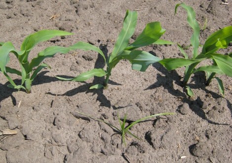 Knolcyperus in maïs 1