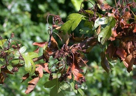 bacterievuur foto bron NVWA 1