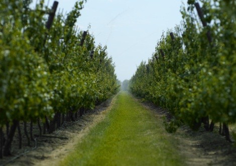 bomen en vaste planten