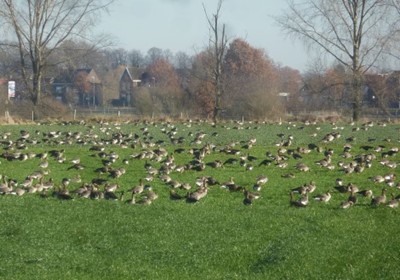 ganzenschade (4) St. Odiliënberg.JPG