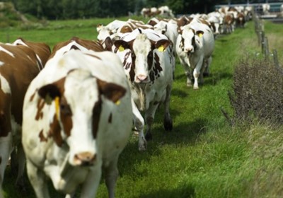 weidegang koeien (1)