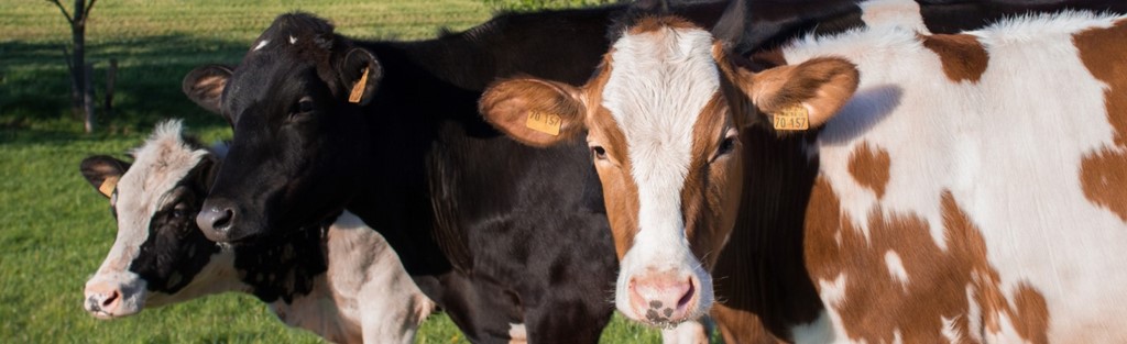 Koeien banner