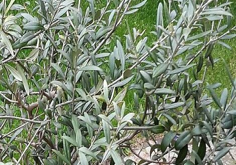 Xylella