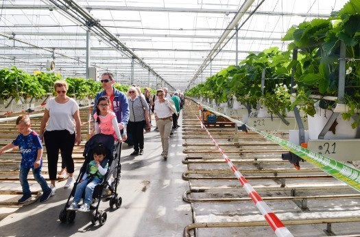 Kusters aardbeien (1)