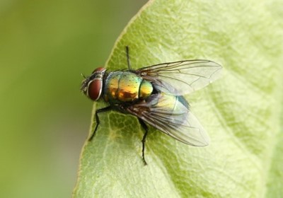 Lucilia Sericata