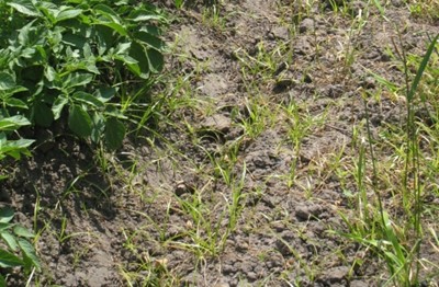 Knolcyperus in aardappelen (3)