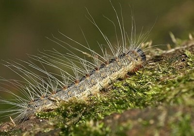 Bomen en Vaste Planten Beeld Risico&#39;s eikenprocessierups bij export eiken naar het Verenigd Koninkrijk
