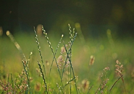 Gras