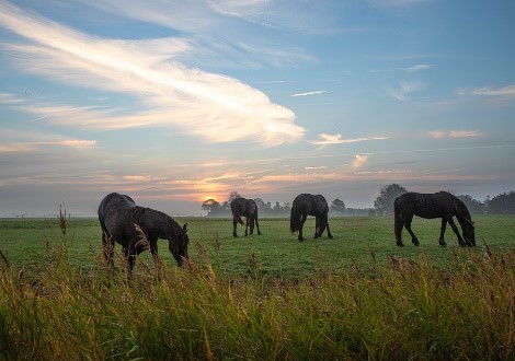 Paarden in wei