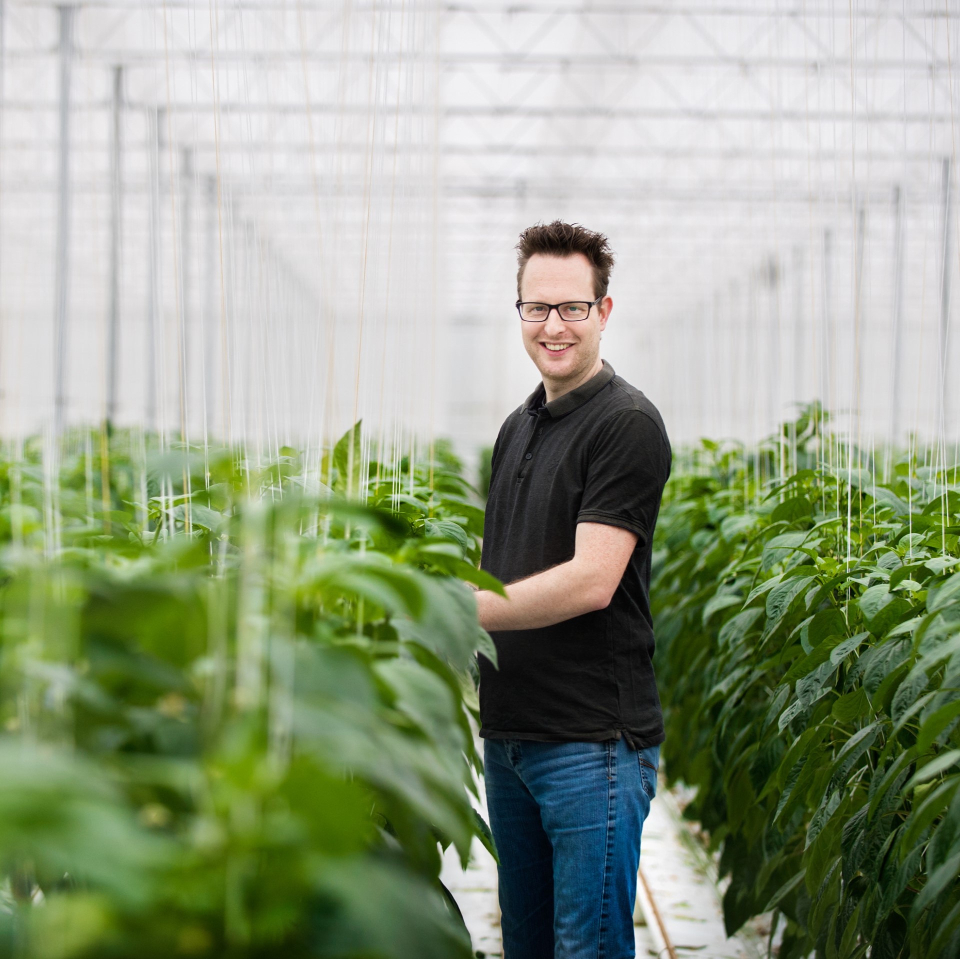 Bakker Sweet Peppers