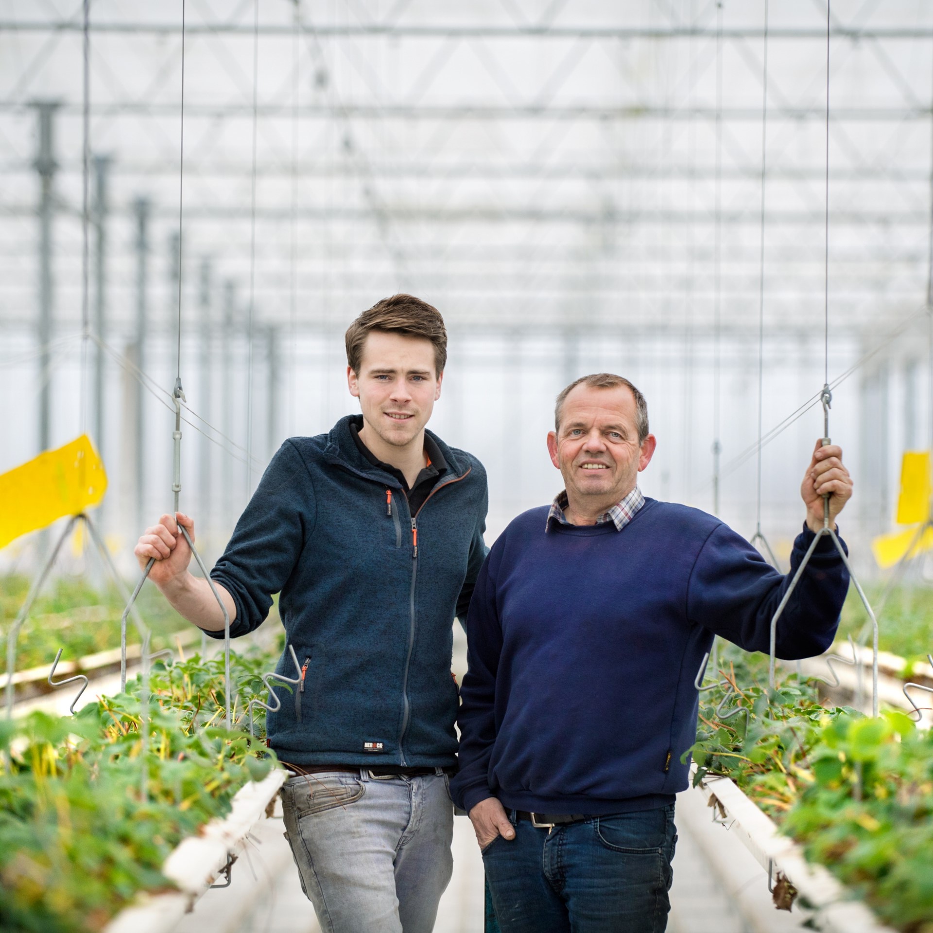 Hendrix-Rasing Aardbeien