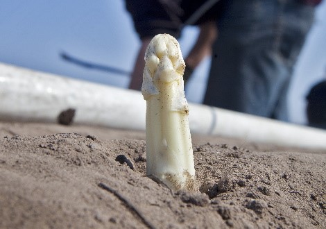 Asperge