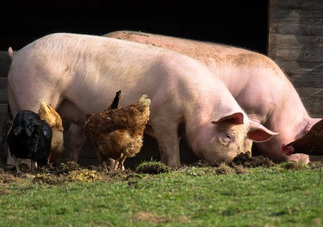 Varkens en kippen