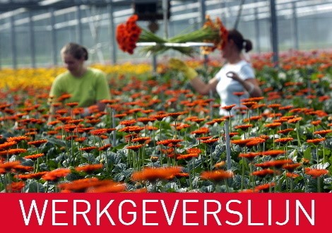 Werkgeverslijn internationale medewerkers