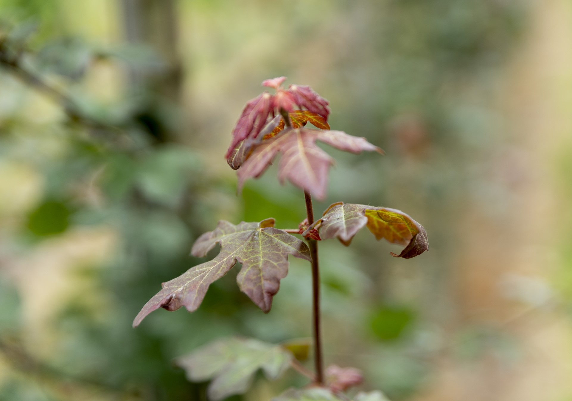 Bomen en Vaste Planten 1