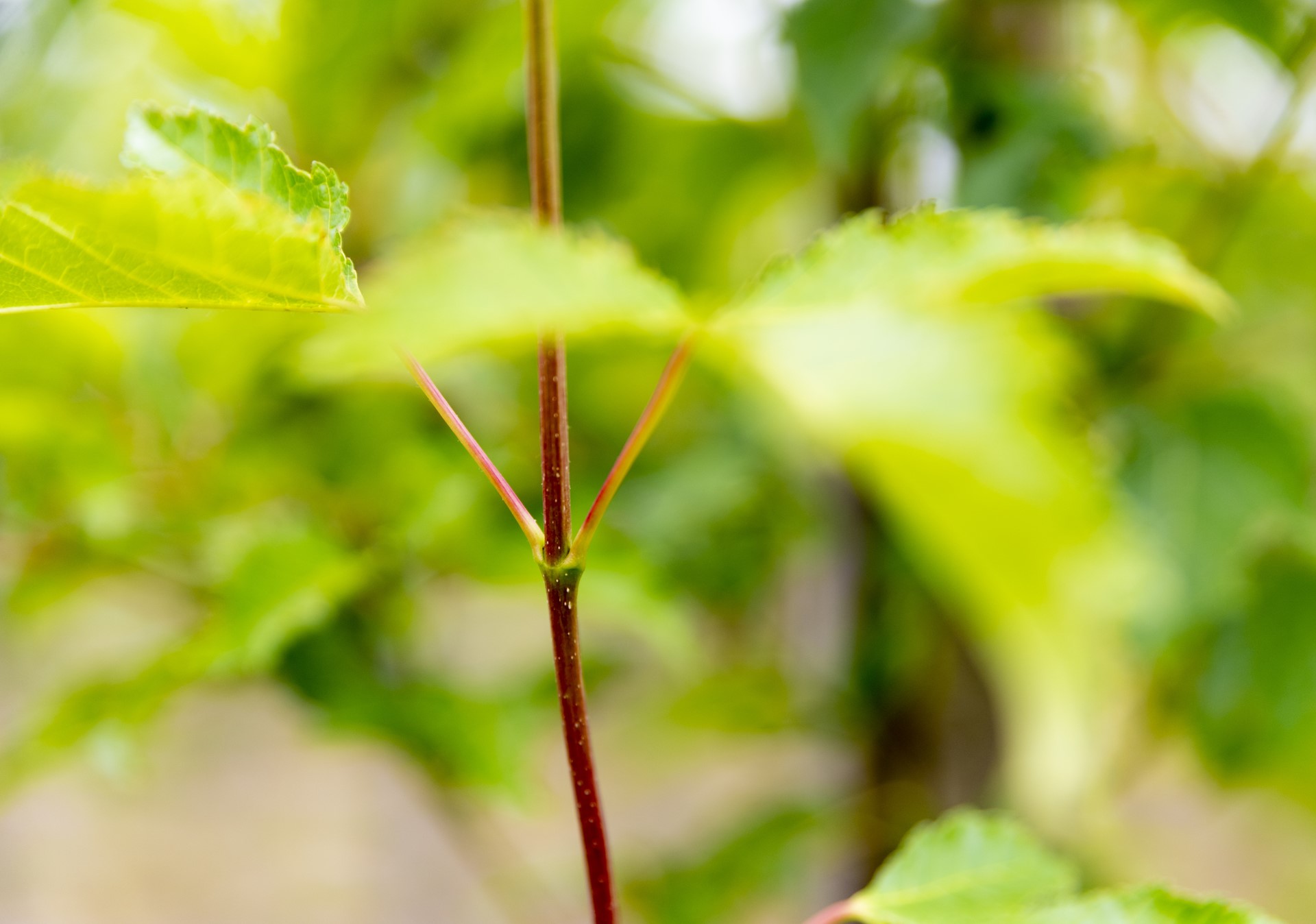 Bomen en Vaste Planten 4