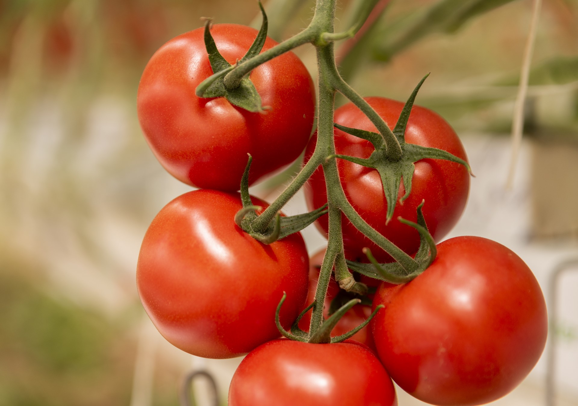 Glastuinbouw tomaten 3