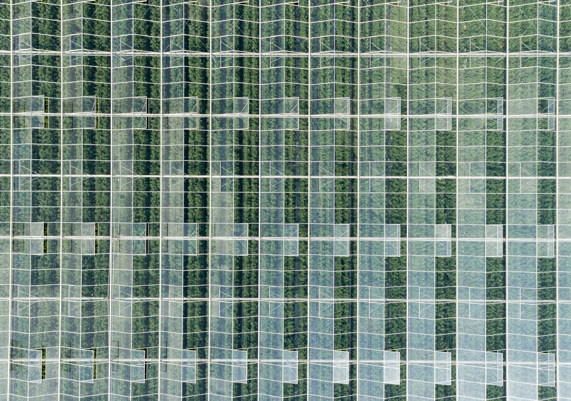 Glastuinbouw tomaten 11