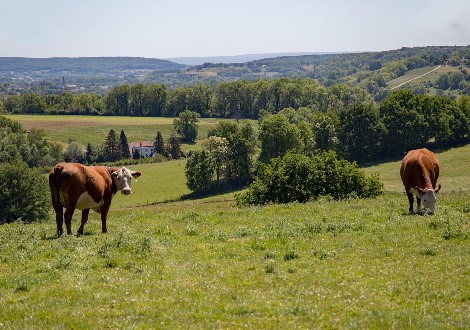 Limburgs landschap