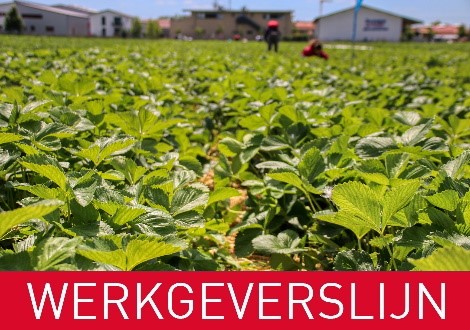 Werkgeverslijn open teelten
