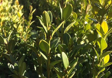 Buxus