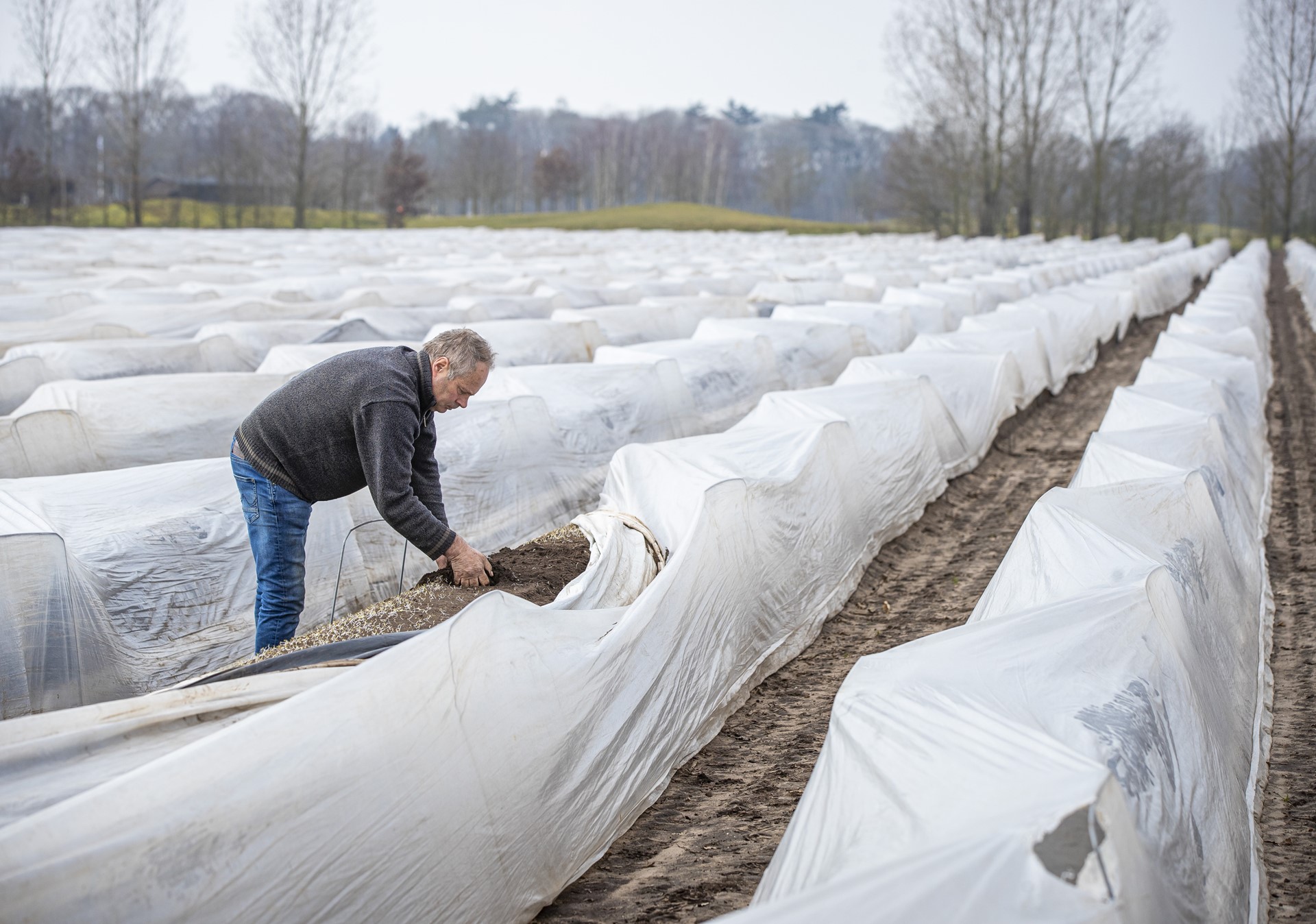 Rob Ingenbleek asperges