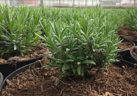 Bomen en vaste planten