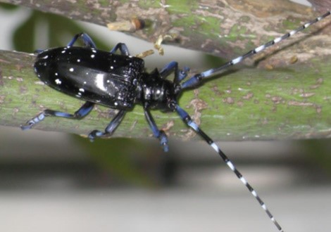 Oost Aziatische boktor