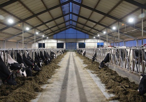 Stalverlichting_Agrilight