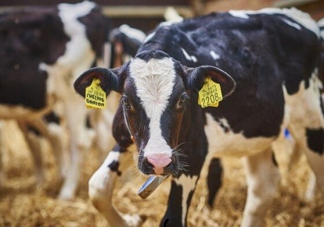 Kalverhouderij-Kalf-Stal-1-560x400 (1)