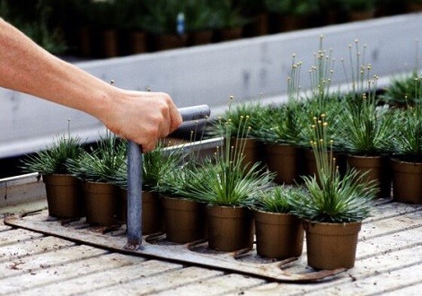 Bomen-en-Vaste-Planten-Plantjes-Kas-560x400