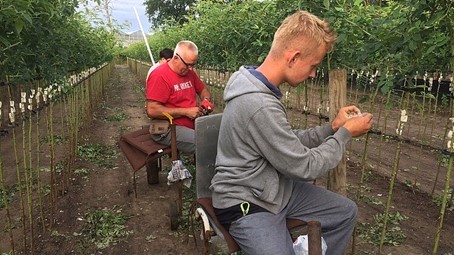 arbeid sector boom, vaste plant en zomerbloemen