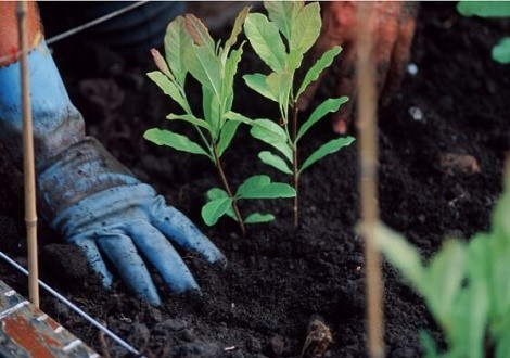 Planten, poten, grond