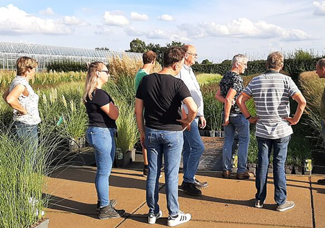 Van Riel Siergrassen