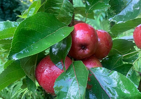 Sector Bomen, Vaste Planten en Zomerbloemen