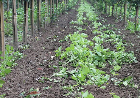 integrale-onkruidbeheersing