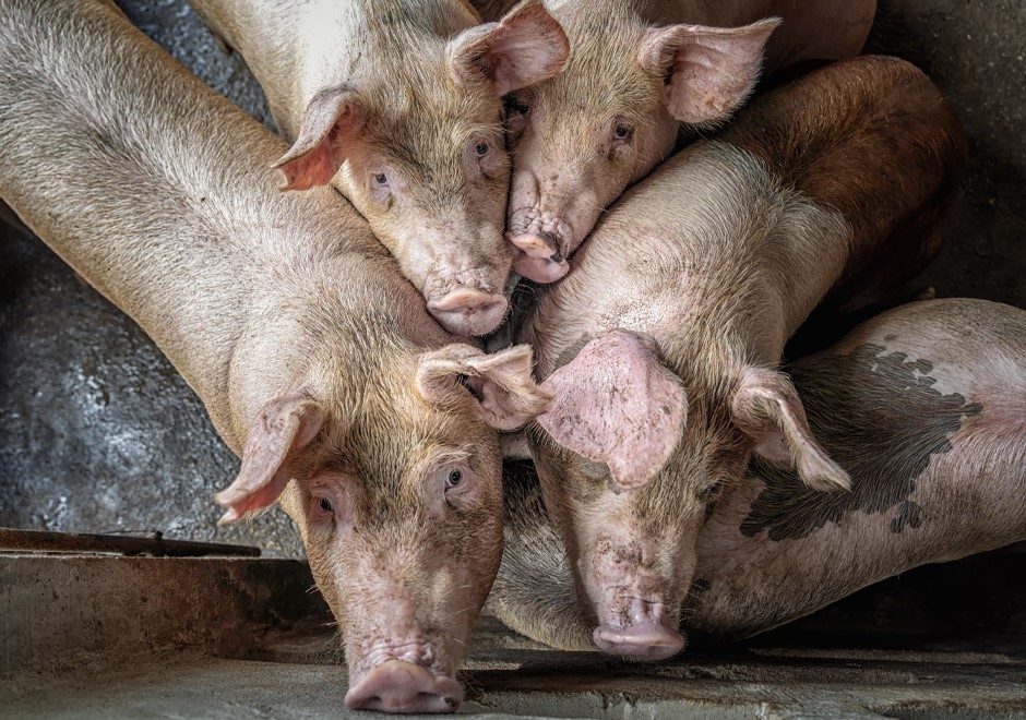 LLTB-foto-940x660px-mestvervoer