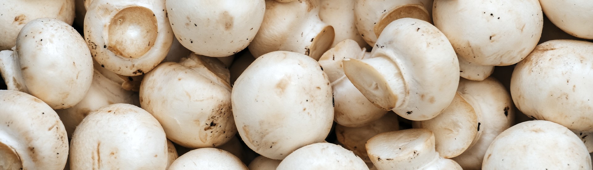 LLTB Header 1920x550px-champignon-1