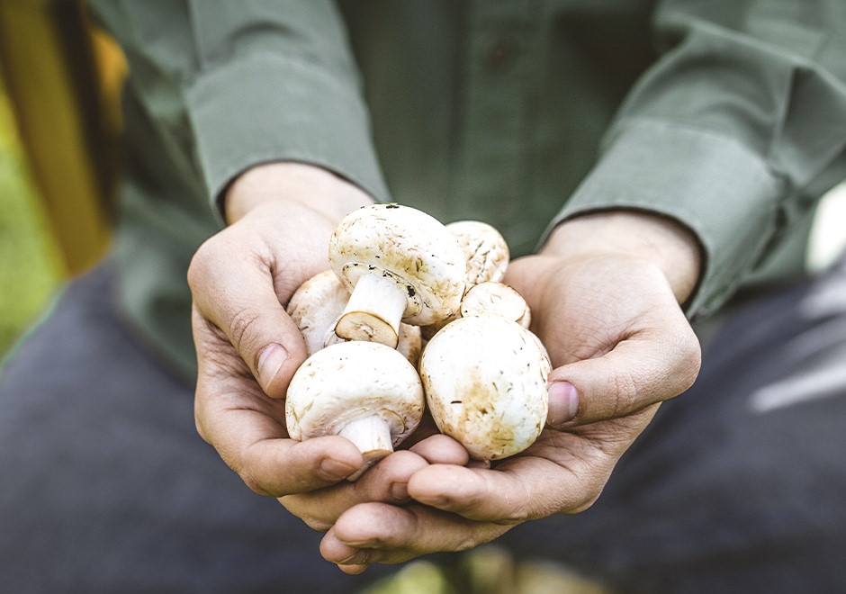 LLTB-foto-940x660px-promotiecampagne champignon