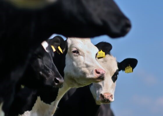 Melkveehouderij-Koeien-Profiel-1-560x400